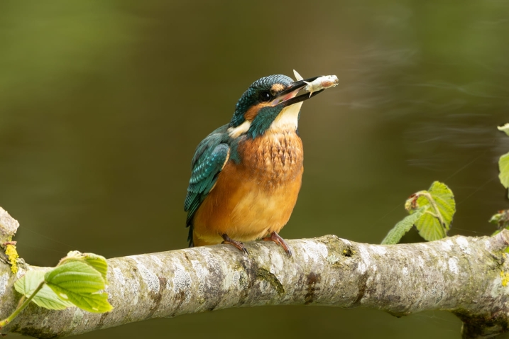 A kingfisher perching on a branch. in its mouth is a small fish